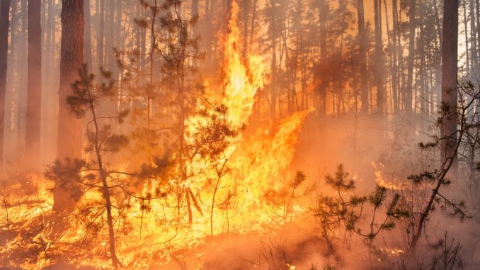 Fotolia_80762500_S-incendio bosco