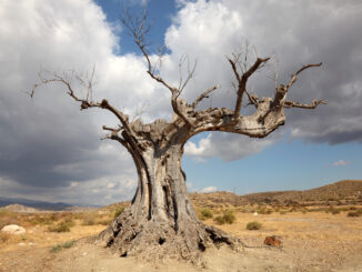 Desertificazione bancaria