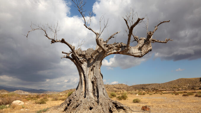 Desertificazione bancaria