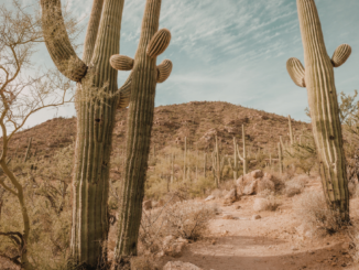 Desertificazione bancaria