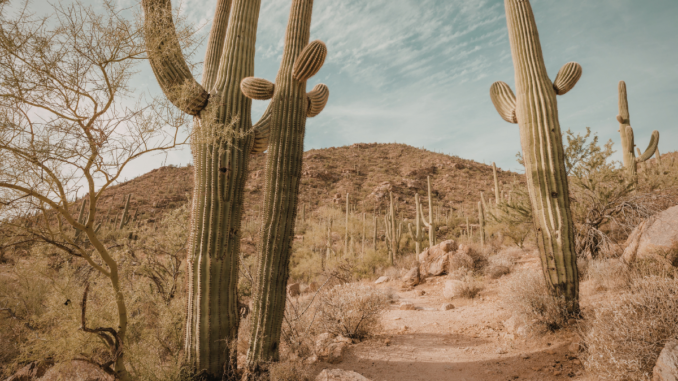 Desertificazione bancaria