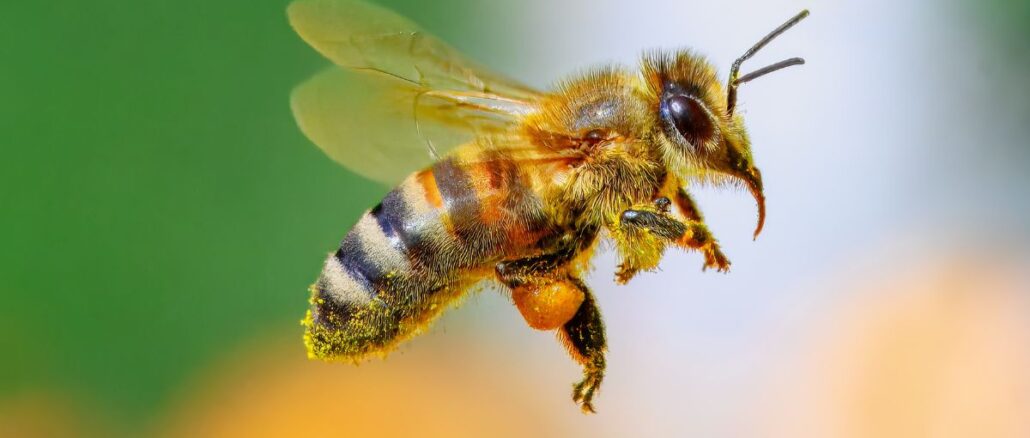 Settimana della biodiversità