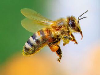 Settimana della biodiversità