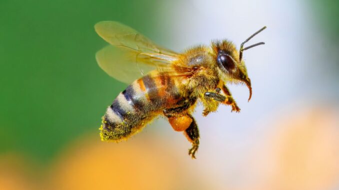 Settimana della biodiversità